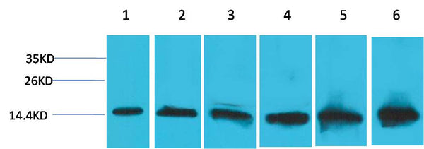 Western blot analysis of 1) Hela, 2) 293T, 3)3T3, 4)Mouse Liver Tissue, 5) Rat Liver Tissue, 6) Rat Kidney Tissue, with Cytochrome C Mouse mAb EM1182 diluted at 1:2,000.