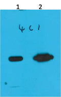Western blot analysis of Recombinant Nano-Tag9 Protein with Nano-Tag9 Mouse mAb EM1203 diluted at 1)1:10,000 2)1:5,000