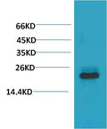 Western blot analysis of 293T with HSPB8/HSP22 Mouse mAb EM1230 diluted at 1:2,000.