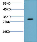 Western blot analysis of Mouse Liver Tissue Lysate using CHOP(EM1317)Mouse mAb diluted at 1:2000