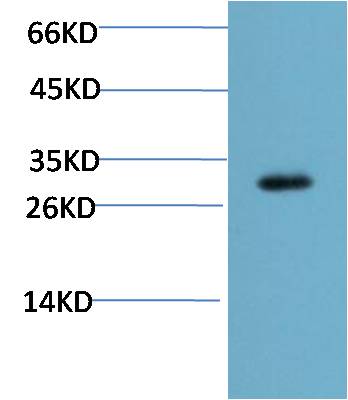 Western blot analysis of Mouse Liver Tissue Lysate using CHOP(EM1317)Mouse mAb diluted at 1:2000