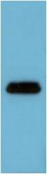 Flag-Tag (1C1) Mouse mAb – Figure 1 of 1