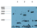 Claudin-2 (8H11) Mouse mAb – Figure 1 of 3