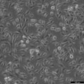 EMT6 cell