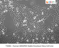 Human GRASP65 Stable Knockout HeLa Cell Line | Applied Biological Materials (abm)