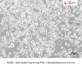 BAI3 Stable Expressing PFSK-1 Medulloblastoma Cell Line – Figure 1 of 1
