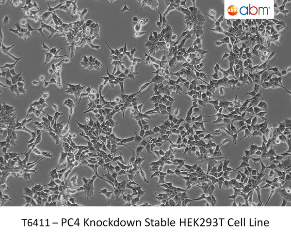 PC4 Knockdown Stable HEK293T Cell Line | Applied Biological Materials (abm)