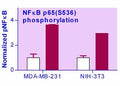 EnzyFluo™ NFkB Phosphorylation Assay Kit