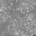 EOMA cell