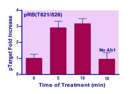EnzyFluo™ Human/Mouse RB(T821/826) Phosphorylation ELISA Kit