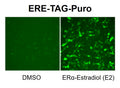 ERE Reporter Lentivirus – Figure 1 of 4
