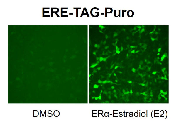 ERE Reporter Lentivirus – Figure 1 of 4