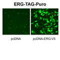 ERG Reporter Lentivirus – Figure 1 of 7