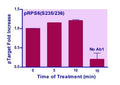 EnzyFluo™ Human/Mouse RPS6(S235/236) Phosphorylation ELISA Kit