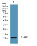 Western blot analysis of lysates from DU145 cells, primary antibody was diluted at 1:1000, 4°over night
