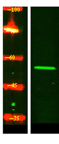 Western Blot analysis of Hela lysis, using primary antibody at 1:1000 dilution. Secondary antibody(catalog#:RS23920) was diluted at 1:10000