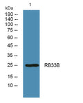 RB33B rabbit pAb – Figure 1 of 1