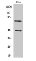Cleaved-C1s HC (R437) rabbit pAb – Figure 1 of 2