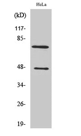 Cleaved-C1s HC (R437) rabbit pAb – Figure 1 of 2