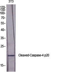 Cleaved-Caspase-4 p20 (Q81) rabbit pAb – Figure 1 of 4
