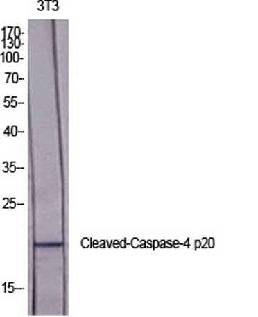 Cleaved-Caspase-4 p20 (Q81) rabbit pAb – Figure 1 of 4