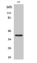 Cathepsin H rabbit pAb – Figure 1 of 1