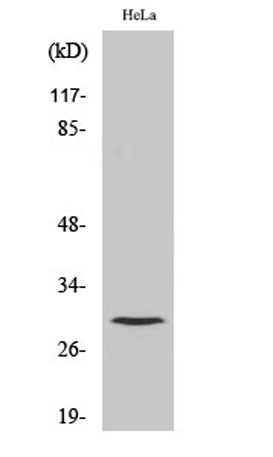 Cleaved-Cathepsin L1 HC (T288) rabbit pAb – Figure 1 of 2