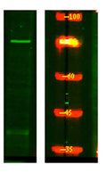 Western Blot analysis of HEK293 lysis, using primary antibody at 1:1000 dilution. Secondary antibody(catalog#:RS23920) was diluted at 1:10000
