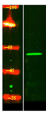 Western Blot analysis of Hela lysis, using primary antibody at 1:1000 dilution. Secondary antibody(catalog#:RS23920) was diluted at 1:10000
