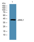 Western blot analysis of lysates from U2OS cells, primary antibody was diluted at 1:1000, 4°over night
