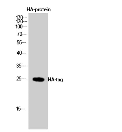 HA-tag rabbit pAb – Figure 1 of 2