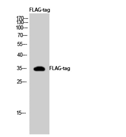 DDDDK-Tag (binds to flag sequence) rabbit pAb – Figure 1 of 1