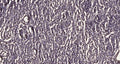 HUWE1 rabbit pAb – Figure 1 of 1