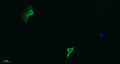 Immunofluorescence analysis of A549.