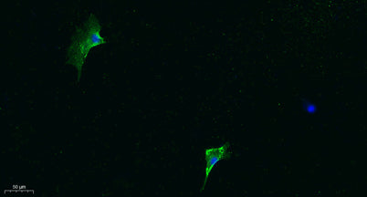 Immunofluorescence analysis of A549.