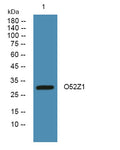 Western blot analysis of lysates from SW480 cells, primary antibody was diluted at 1:1000, 4°over night