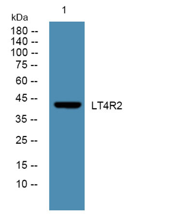 Western blot analysis of lysates from K562 cells, primary antibody was diluted at 1:1000, 4°over night