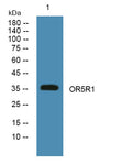 Western blot analysis of lysates from PC12 cells, primary antibody was diluted at 1:1000, 4°over night