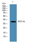PCY1A rabbit pAb – Figure 1 of 1