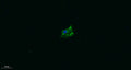 TRPA1 rabbit pAb – Figure 1 of 1