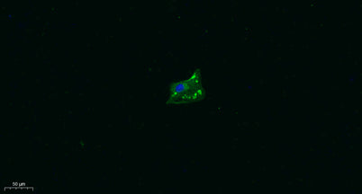 TRPA1 rabbit pAb – Figure 1 of 1