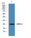 Western blot analysis of lysates from U2OS cells, primary antibody was diluted at 1:1000, 4°over night