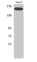 Western Blot analysis of various cells using Phospho-Flk-1 (Y1214) Polyclonal Antibody