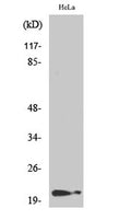 Western Blot analysis of various cells using Phospho-p21 (T145) Polyclonal Antibody