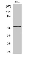 Western Blot analysis of various cells using Phospho-PTEN (S370) Polyclonal Antibody