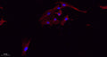 Tau (phospho Ser396) rabbit pAb – Figure 1 of 4