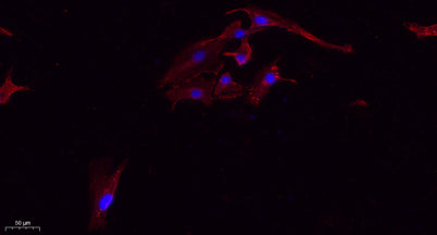 Tau (phospho Ser396) rabbit pAb – Figure 1 of 4