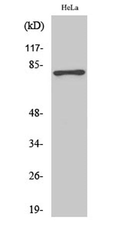 Western Blot analysis of various cells using Phospho-Tau (S404) Polyclonal Antibody diluted at 1:2000