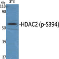 Western Blot analysis of various cells using Phospho-HDAC2 (S394) Polyclonal Antibody