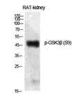 Western Blot analysis of various cells using Phospho-GSK3β (S9) Polyclonal Antibody diluted at 1:500